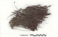 藏品(小金髮苔屬)的圖片